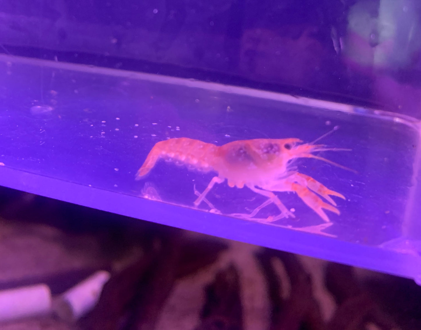 Orange Dwarf Mexican Crayfish Orange (Cambarellus patzcuarensis)