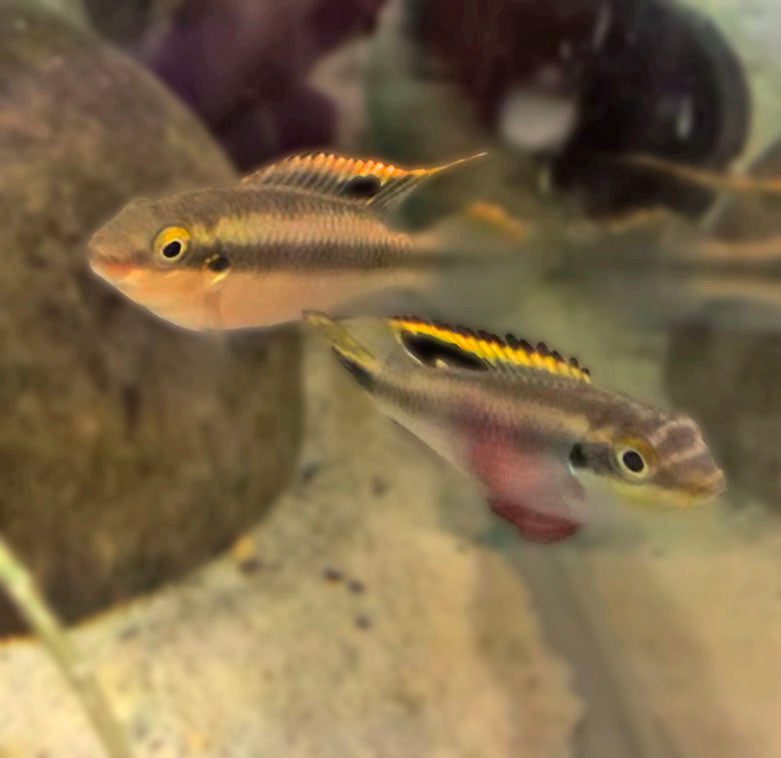 Kribensis Cichlid (pelvicachromis pulcher)