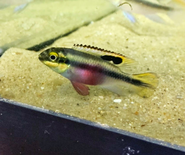 Kribensis Cichlid (pelvicachromis pulcher)