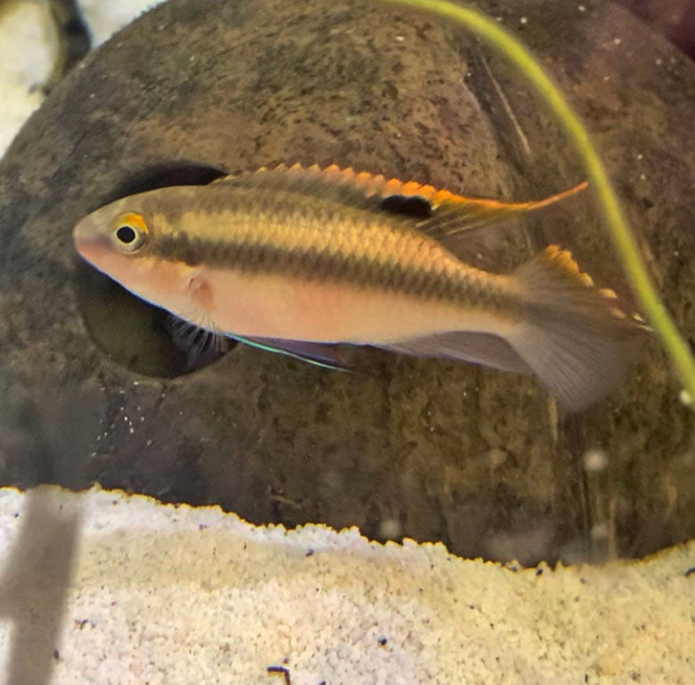 Kribensis Cichlid (pelvicachromis pulcher)