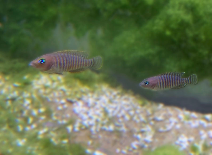 Shell Dweller Cichlid (Neolamprologus Multifasciatus)