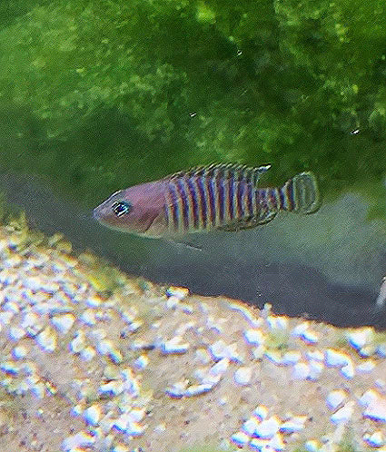 Shell Dweller Cichlid (Neolamprologus Multifasciatus)