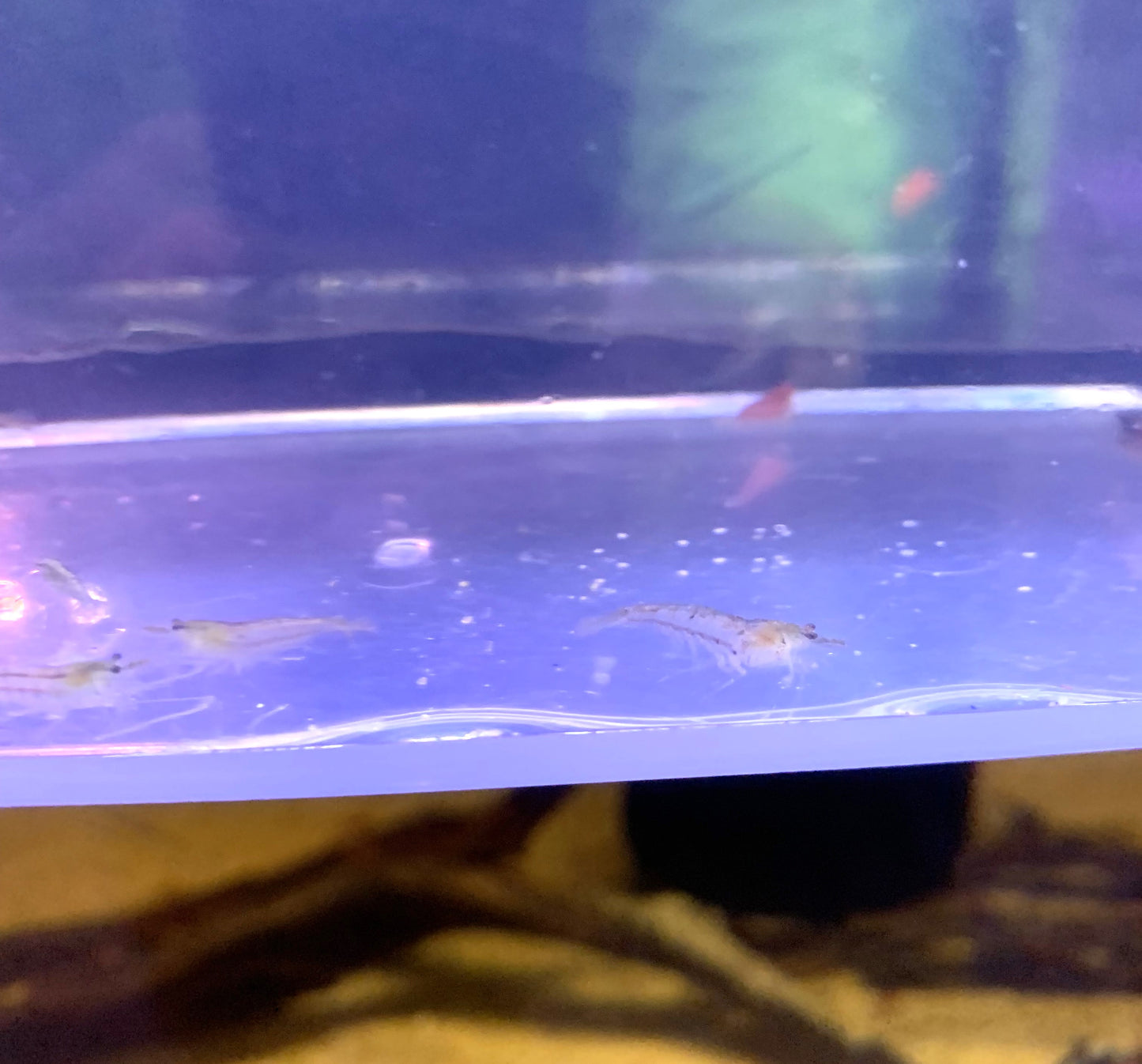 Neocaridina Shrimp Wild Color / Grey 10 Pack