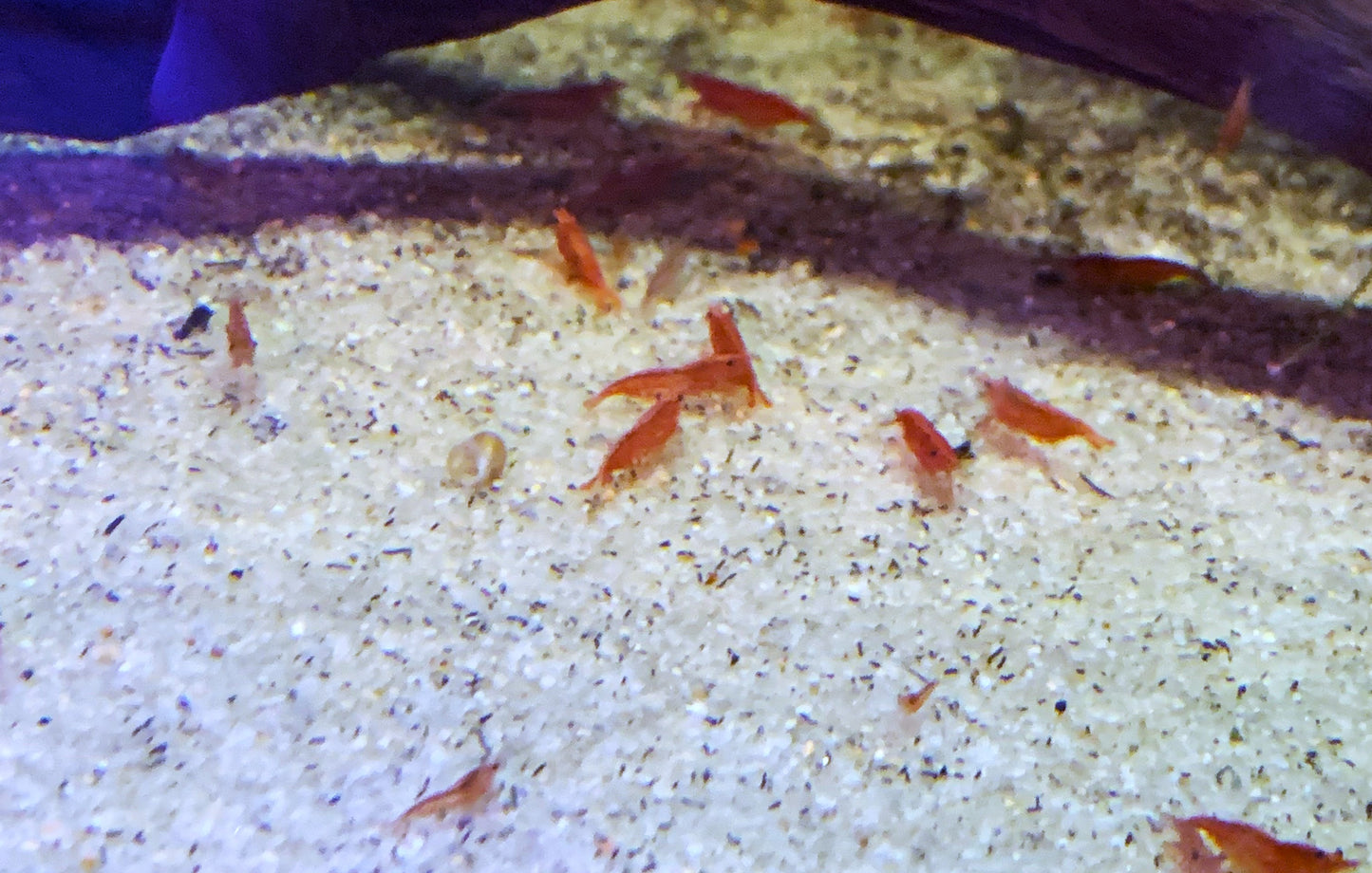 Red Cherry Shrimp Neocaridina 10 pack