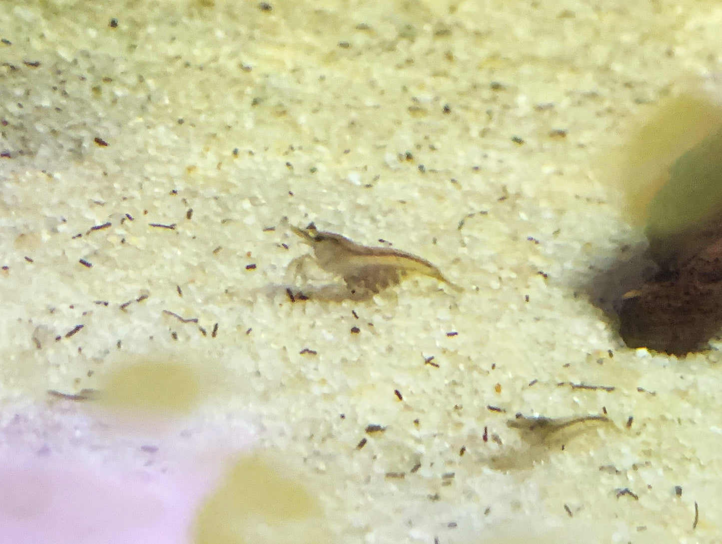 Neocaridina Shrimp Wild Color / Grey 10 Pack