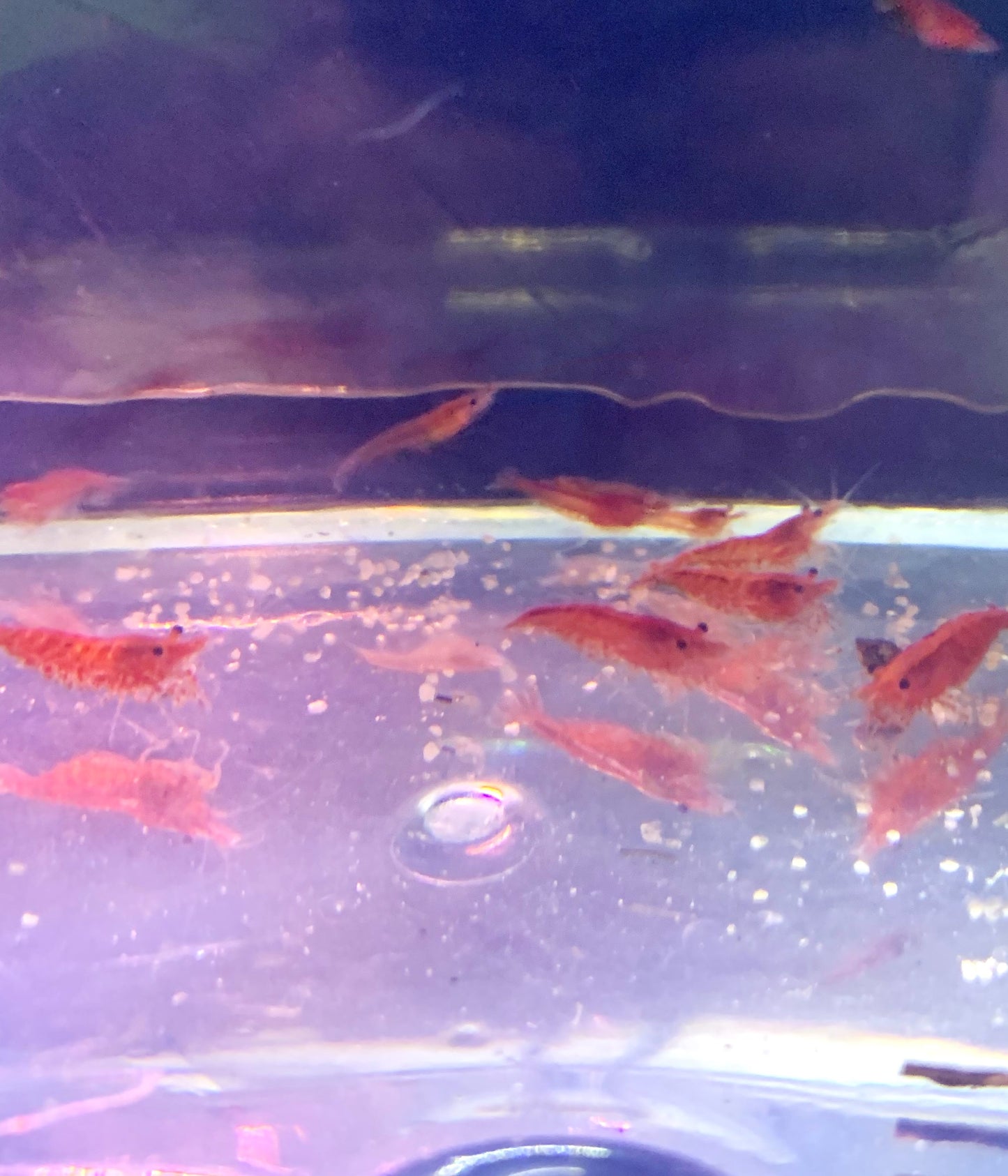 Red Cherry Shrimp Neocaridina 10 pack