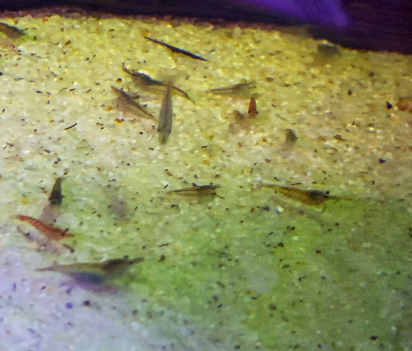 Neocaridina Shrimp Wild Color / Grey 10 Pack