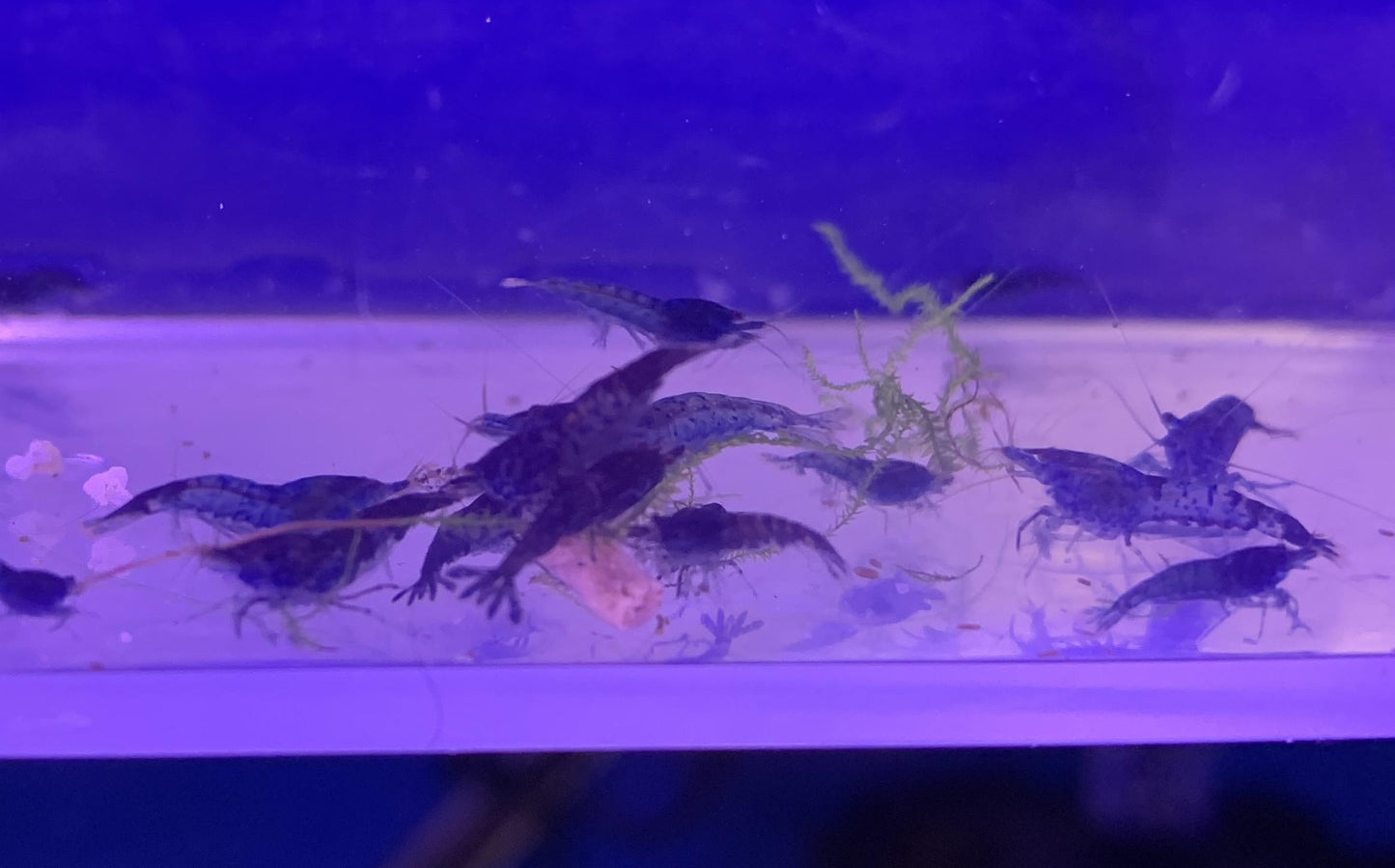 Blue Velvet Shrimp Neocaridina 10 PACK