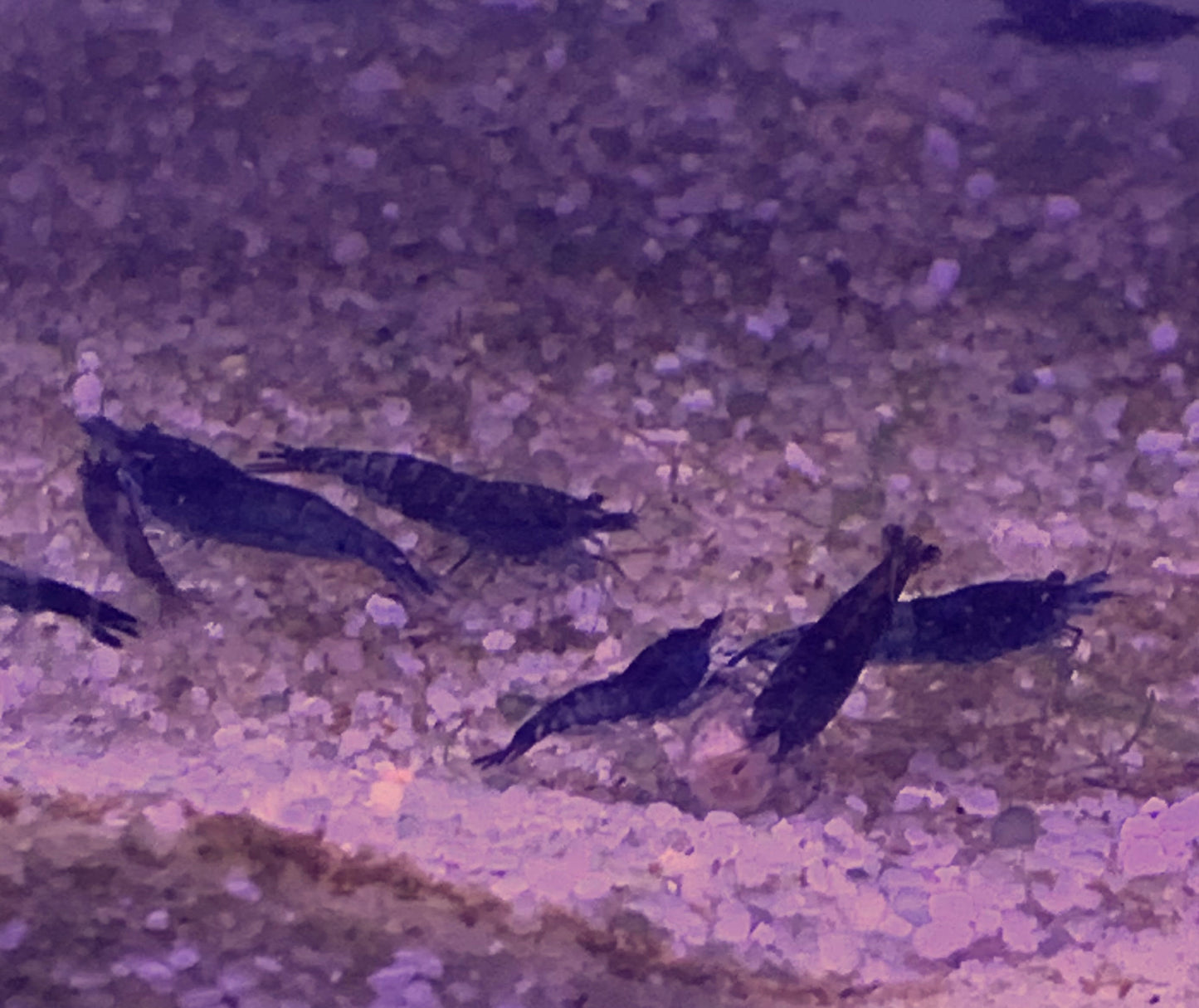 Blue Velvet Shrimp Neocaridina 10 PACK