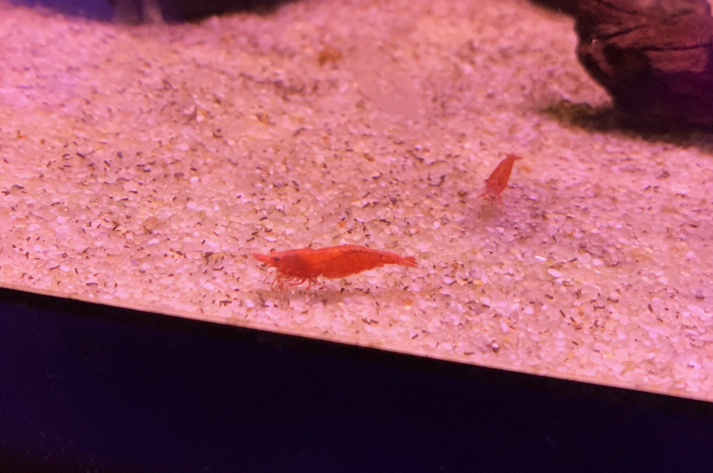 Red Cherry Shrimp Neocaridina 10 pack