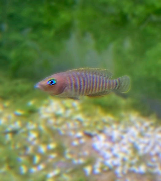 Shell Dweller Cichlid (Neolamprologus Multifasciatus)