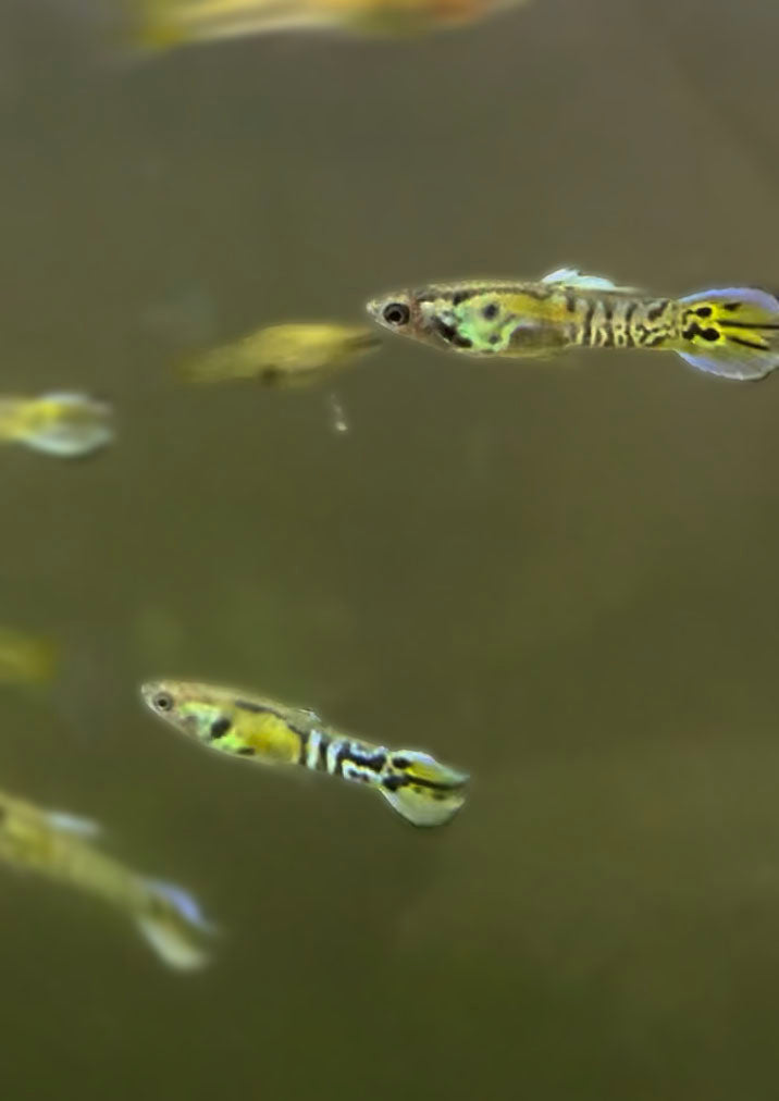 Yellow Tiger Endler's Livebearer