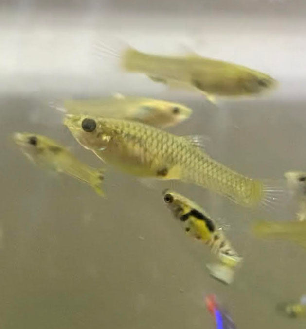 Yellow Tiger Endler's Livebearer