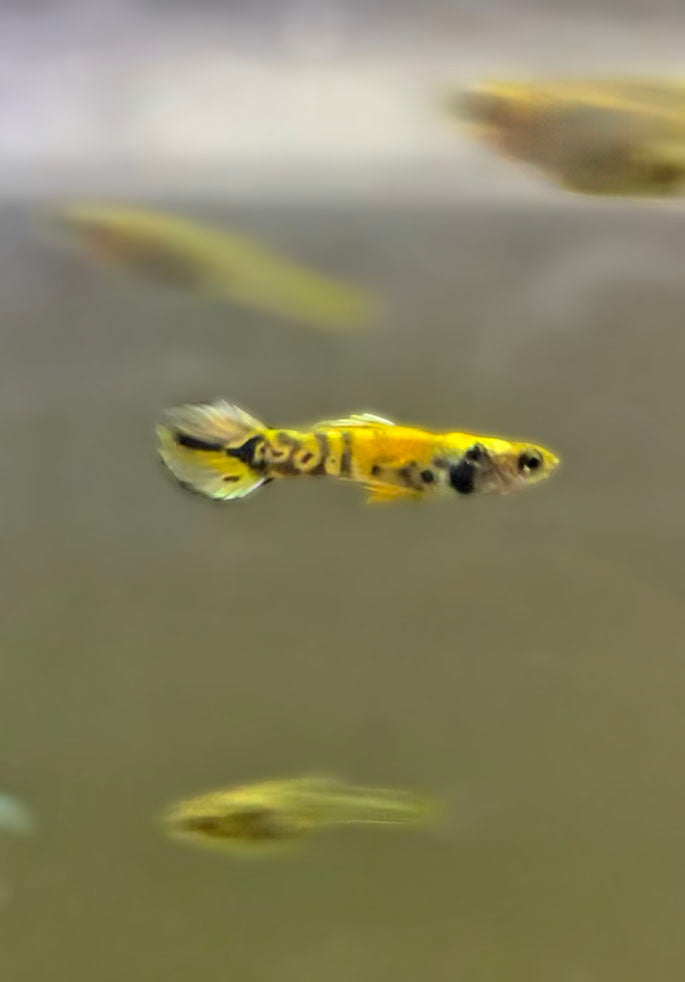 Yellow Tiger Endler's Livebearer